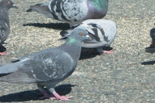 집비둘기 from Willowbrook, Langley Twp, BC, Canada on 2024년... · iNaturalist 집비둘기 (Variety Columba livia domestica)