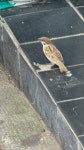 참새 from 계동, 서울특별시, 서울특별시, KR on 2024년 07월 04일 (목) at 01:59 오후 by sophyeet · iNaturalist 참새... 