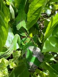 Nicaragua on 2024년 07월 07일 (일) at 03:58 오후 by Sune Holt. #2024-07-07 15-58-14 #G7177 · iNaturalist Iguana iguana