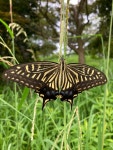 호랑나비 from 本州, 安城市, 愛知県, JP on 2024년 07월... at 07:04 오전 by Norio Nomura · iNaturalist 호랑나비 (Papilio xuthus)