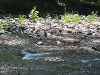 Cinclus mexicanus from Siuslaw National Forest, Yachats, OR, US on 2024년 07월 01일 (월) at 01:47 오후 by Zane Walker... 