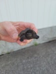 늑대거북 from Verona, ON K0H, Canada on 2024년 07월 12일... 11:27 오전 by drayner21 · iNaturalist 늑대거북 (Chelydra serpentina)