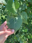 미류나무 from Springfield Bog Metro Park, Akron, OH, US on... at 01:30 오후 by Andrew · iNaturalist 미류나무 (Populus deltoides)