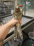 뻐꾸기 from 5045 PC Tilburg, Netherlands on 2024년 07월 15일 (월) at 05:56 오후 by Alec Vervoort. Brought into the bird rehab... 