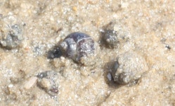 Salinator fragilis from 270 Queen St, Altona VIC 3018, Australia on 2015년 12월 02일 (수) by Adam Edmonds. Gastropod 2 Altona 2... 