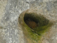 Cypseloides niger in 7월 2024 by Blake Weis · iNaturalist Cypseloides niger