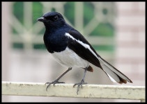 Copsychus saularis from Sealdah ESI Hospital, Raja Bazar, Kolkata, West Bengal 700009, India on 2011년 06월 26일 (일) at 12:54... 