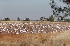 Cacatua sanguinea from Taldora QLD 4823, Australia on 2018년 08월 11일 (토) at 10:10 오전 by Steve Dew · iNaturalist Cacatua... 