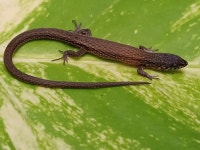 Colombia on 2023년 12월 13일 (수) at 02:06 오후 by Felipe Barrera Ocampo. MHUA-R 15917 FBO 0014 · iNaturalist Loxopholis rugiceps