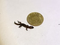 on 2023년 12월 15일 (금) at 06:25 오후 by Felipe Barrera Ocampo. MHUA-R 15919 FBO 0017 · iNaturalist Lepidoblepharis... 