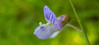 얼치기완두 from 69 Gaiberg, Germany on 2024년 07월 26일 (금)... 오후 by grinnin · iNaturalist 얼치기완두 (Vicia tetrasperma)