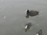 물닭 from 中国 青海省西宁市城北区 二十里铺镇G0611张汶高速北川河湿地公园 on 2024년 07월 29일 (월) by cccrii · iNaturalist... 
