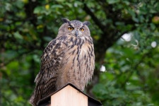 수리부엉이 in 7월 2024 by grunamanda · iNaturalist 수리부엉이 (Bubo bubo)