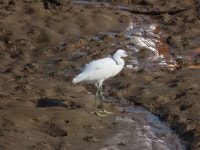 쇠백로 from Wells-next-the-Sea NR23, UK on 2024년 07월 31일 (수) at 09:26 오전 by Africa Gomez · iNaturalist 쇠백로 (Egretta... 
