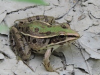 Lithobates sphenocephalus utricularius from Greenlee Park, Brinkley, Arkansas on 2016년 06월 26일 (일) by Sam Kieschnick.... 