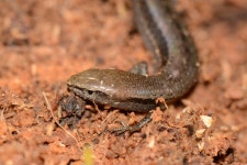 Lampropholis guichenoti from Melbourne VIC, Australia on 2024년 08월 04일 (일) at 03:59 오후 by Michael Keogh · iNaturalist... 