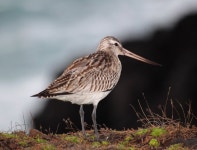 큰뒷부리도요 from Areia Larga, Madalena, Portugal on 2010년... by Valter Medeiros · iNaturalist 큰뒷부리도요 (Limosa lapponica)