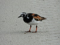 꼬까도요 from Huguenot Memorial Park, 10980 Heckscher Dr... 오전 by Cheri Phillips · iNaturalist 꼬까도요 (Arenaria interpres)