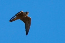 매 from Griffith Park, Los Angeles, CA, US on 2024년 08월 10일 (토) at 07:59 오전 by M.R. Perry · iNaturalist 매 (Falco... 