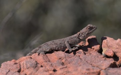 Agama atra from City of Tshwane Metropolitan Municipality, South Africa on 2024년 08월 11일 (일) at 10:44 오전 by kzoubos... 