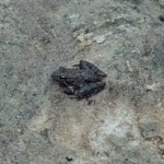 Acris blanchardi from Deer Park Township, IL, USA on 2024년 08월 12일 (월) at 10:45 오전 by Emmett Collins-Sussman... 