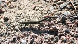 Zootoca vivipara from Oulu, Suomi on 2024년 08월 14일 (수) at 03:30 오후 by uusijani. Just a baby, ~ 55 mm (incl. tail)... 