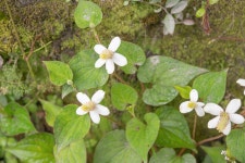 약모밀 from Tawang, Arunachal Pradesh, India on 2024년 07월 22일 (월) at 11:11 오전 by Morten Ross · iNaturalist 약모밀... 
