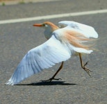 황로 from Anatolia Village, Rancho Cordova, CA 95742, USA on 2019년 06월 15일 (토) at 12:55 오전 by shirltel · iNaturalist... 