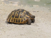그리스거북 in 8월 2024 by dragos_plaesu · iNaturalist 그리스거북 (Testudo graeca)