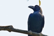 큰부리까마귀 from 日本 〒880-0035 on 2023년 03월 20일 (월) at 10:40 오전 by haramaki66. 鳥類 · iNaturalist 큰부리까마귀... 