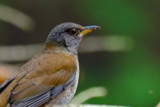 흰배지빠귀 from 日本 〒880-0035 on 2023년 03월 20일 (월) at 10:00 오전 by haramaki66. 鳥類 · iNaturalist 흰배지빠귀 (Turdus... 