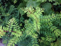 초피나무 from 비례리 5-1, 금산군, 충청남도, KR on 2016년 07월 09일 (토) at 10:03 오전 by Kim, Hyun-tae · iNaturalist... 