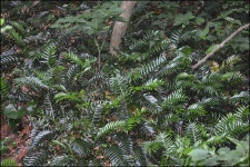 도깨비쇠고비 from 대한민국 부산광역시 사하구 몰운대 on 2016년 05월 26일 (목) at 02:26 오후 by Lee, seong-won.... 