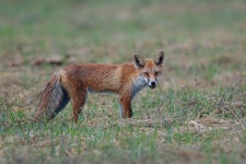 여우 from 10450, Donja Zdenčina, Croatia on 2016년 08월 30일... 12:03 오후 by Miroslav Marić · iNaturalist 여우 (Vulpes vulpes)