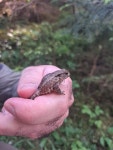 Bufo bufo from Saschiz, nr. 310, Saschiz 547510, Roumanie on 2024년 07월 08일 (월) at 04:18 오후 by johanneee · iNaturalist... 