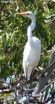 중대백로 from Monteith SA 5253, Australia on 2023년 11월 30일 (목) at 10:24 오전 by gp83 · iNaturalist 중대백로 (Ardea alba)