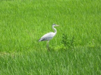 왜가리 from Sakanao, Sakae, Inba District, Chiba 270-1513, Japan on 2019년 06월 18일 (화) at 11:36 오전 by belvedere04. Japanese... 