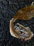 비바리뱀 from 상효동, 서귀포시, 제주특별자치도, KR on... Two dead ones :( · iNaturalist 비바리뱀 (Sibynophis chinensis)