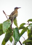 Chrysococcyx megarhynchus from Boystown Road, Kiunga on 2007년 06월 23일 (토) by Nik Borrow · iNaturalist Chrysococcyx... 