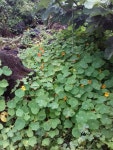 한련 from 9800 Urzelina, Portugal on 2019년 06월 21일 (금) at 11:47 오전 by nadjav · iNaturalist 한련 (Tropaeolum majus)