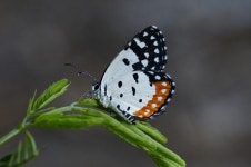 Talicada nyseus from 3WWR+W5M, Vikhroli, Mumbai, Maharashtra 400079, India on 2024년 09월 01일 (일) at 02:57 오후 by Shambhavi... 