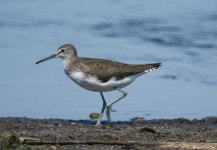 삑삑도요 from Provincia di Perugia, Italia on 2024년 09월... 10:20 오전 by Ronald Werson · iNaturalist 삑삑도요 (Tringa ochropus)