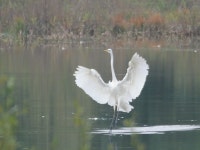 중대백로 from 5856 CK Wellerlooi, Niederlande on 2024년 09월 03일 (화) at 10:47 오전 by Peter Bönnen · iNaturalist 중대백로... 
