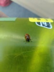 Chrysomela mainensis from 166 - University Ave @ Car Wash Southbound, College, AK 99709, USA on 2019년 06월 21일 (금) at 02:26... 