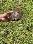 붉은귀거북 from Gettysburg College, Gettysburg, PA, US on... 오후 by scottvakiener · iNaturalist 붉은귀거북 (Trachemys scripta)