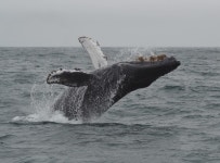 혹등고래 in 7월 2016 by James Maughn · iNaturalist 혹등고래 (Megaptera novaeangliae)