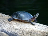 비단거북 from Curtis Pond, Worcester, VT, US on 2024년 09월... 오후 by Steve Gallagher · iNaturalist 비단거북 (Chrysemys picta)