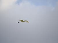 중대백로 from 73 Westhausen, Deutschland on 2024년 09월 15일 (일) at 04:38 오후 by David Kaliss · iNaturalist 중대백로... 