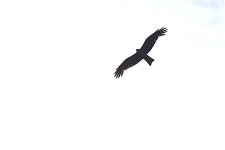 솔개 from Leuggern, Svizzera on 2016년 07월 09일 (토) at 10:24 오전 by roby · iNaturalist 솔개 (Milvus migrans)