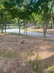 멧비둘기 from 동탄지성로, 화성시, 경기도, KR on 2024년 09월 18일 (수) at 10:03 오전 by gblove78 · iNaturalist 멧비둘기... 